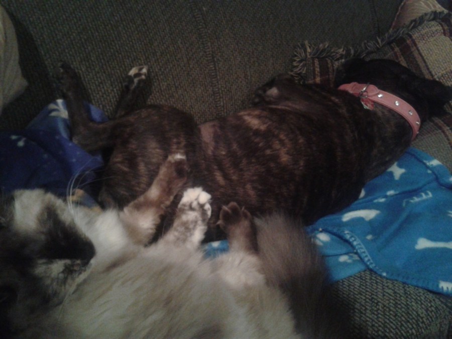 Dog and cat snoozing